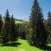 Gallery Thumbnail 23